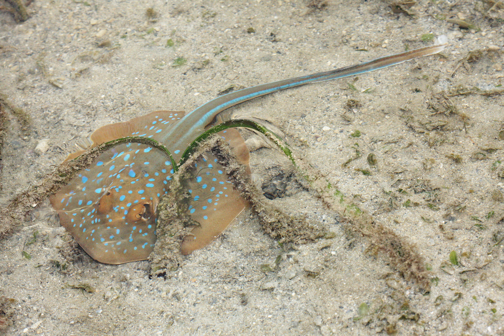 Photograph of a blue-spotted fantail ray
